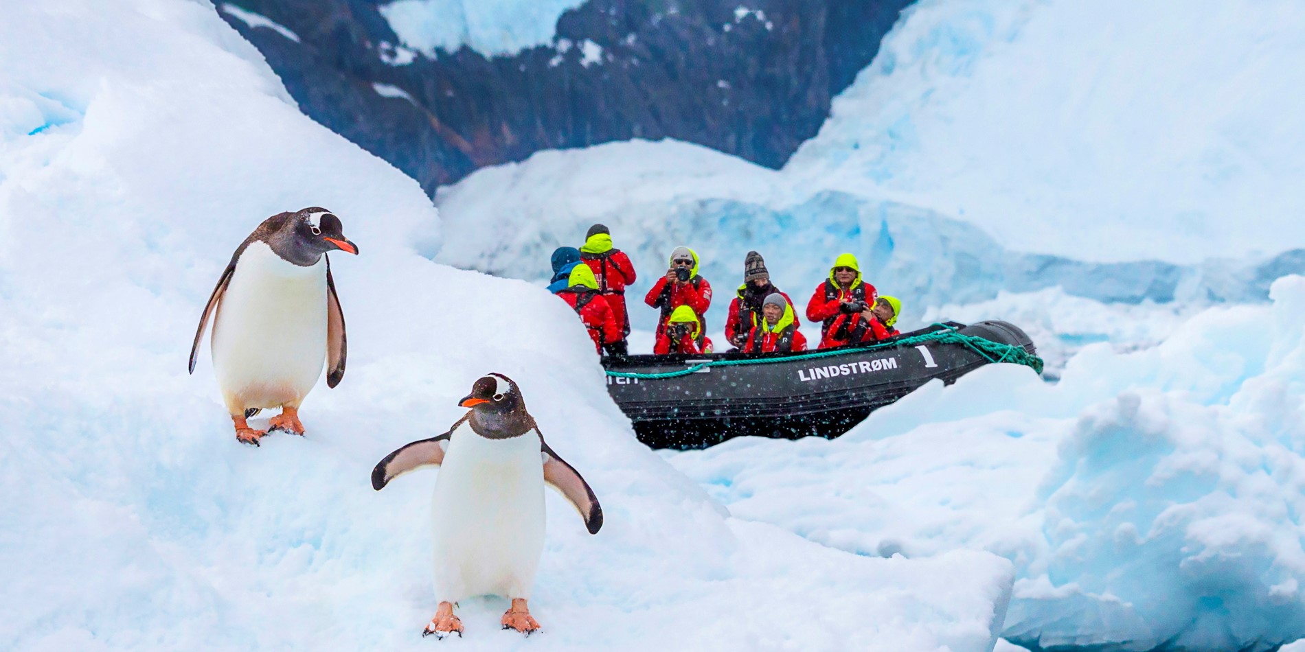 To pingviner spadserer på et isbjerg. I baggrunden ses en Hurtigruten-RIB med fire personer, der tager billeder af dyr
