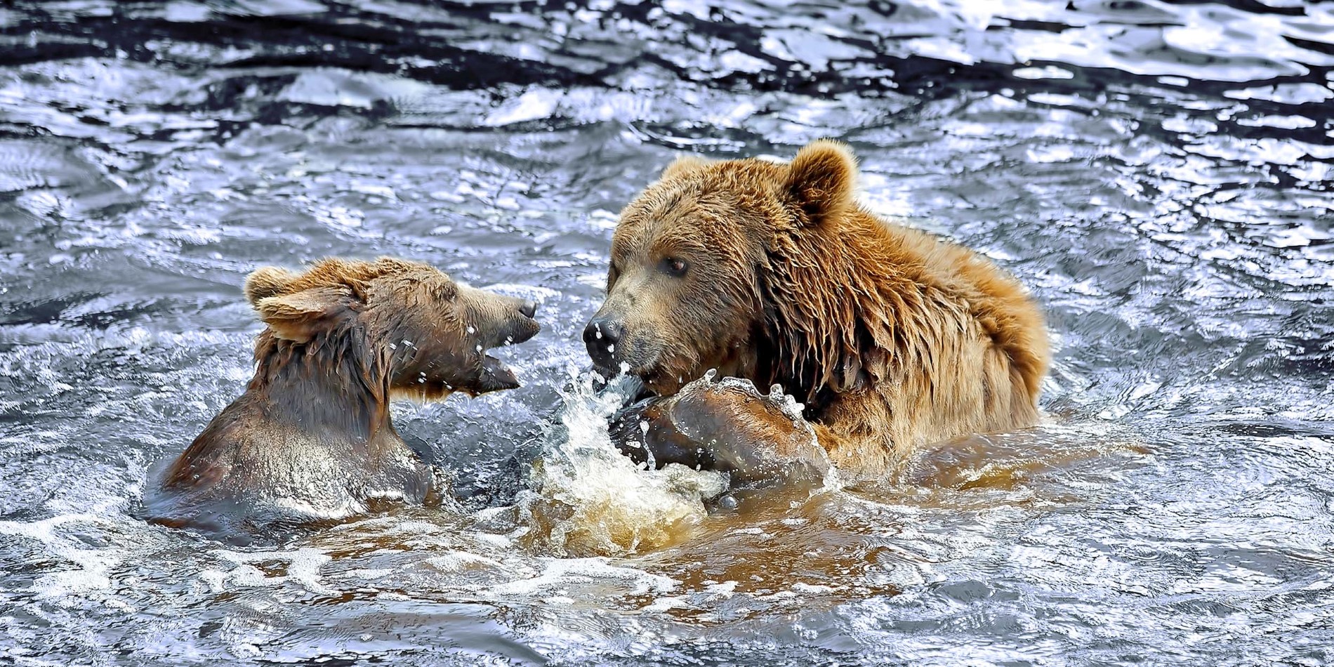Spejd efter Alaskas mægtige brune bjørne