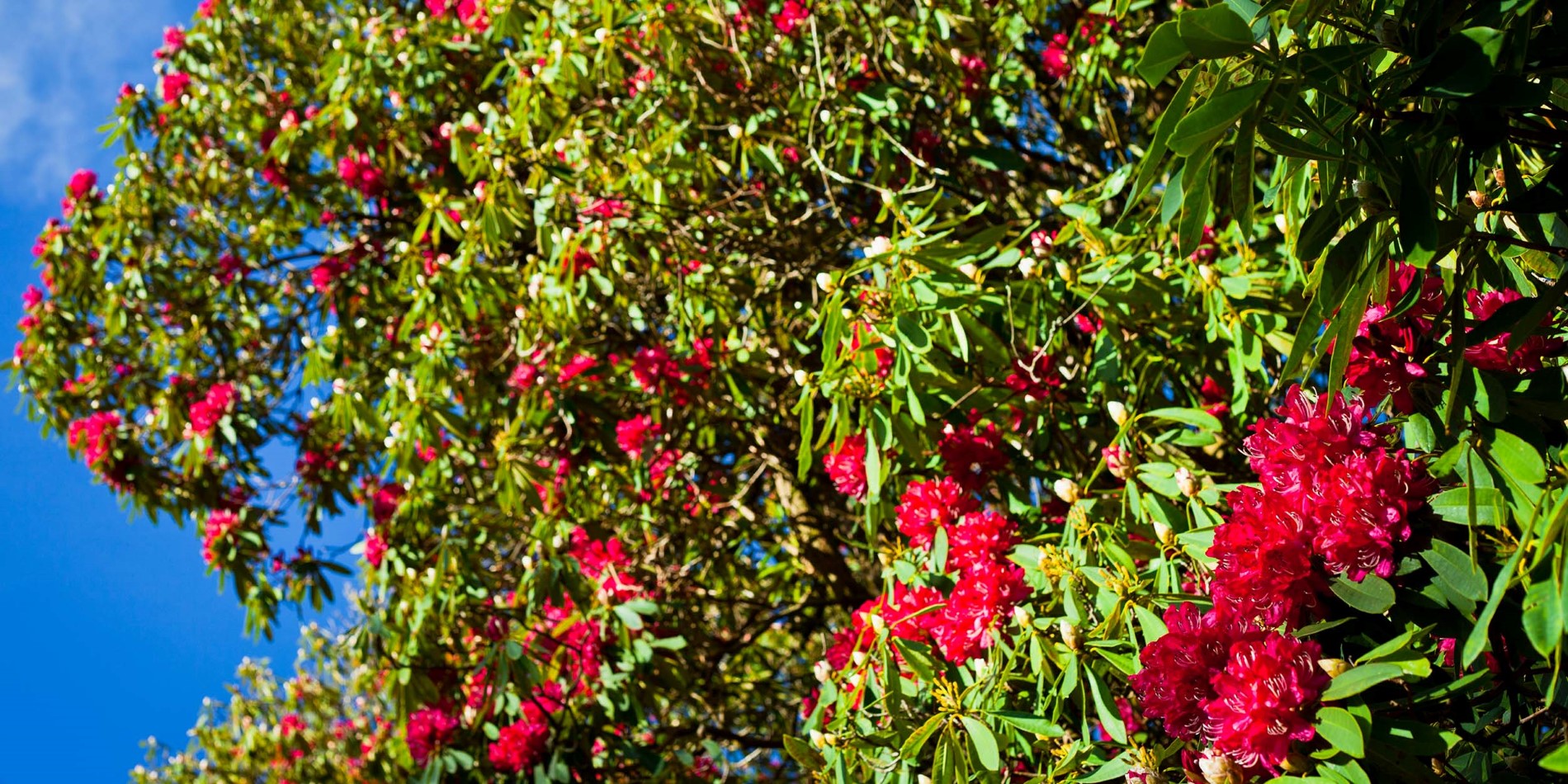Sir James Horlicks berømte rhododendronpark.