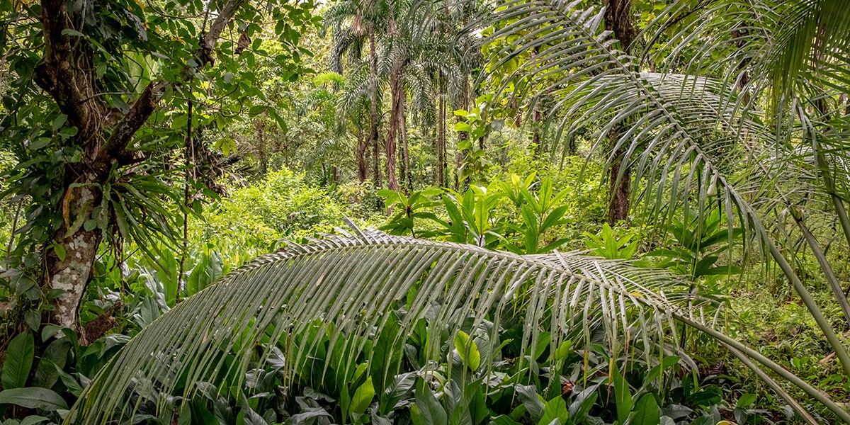 En gruppe palmetræer ved siden af et træ