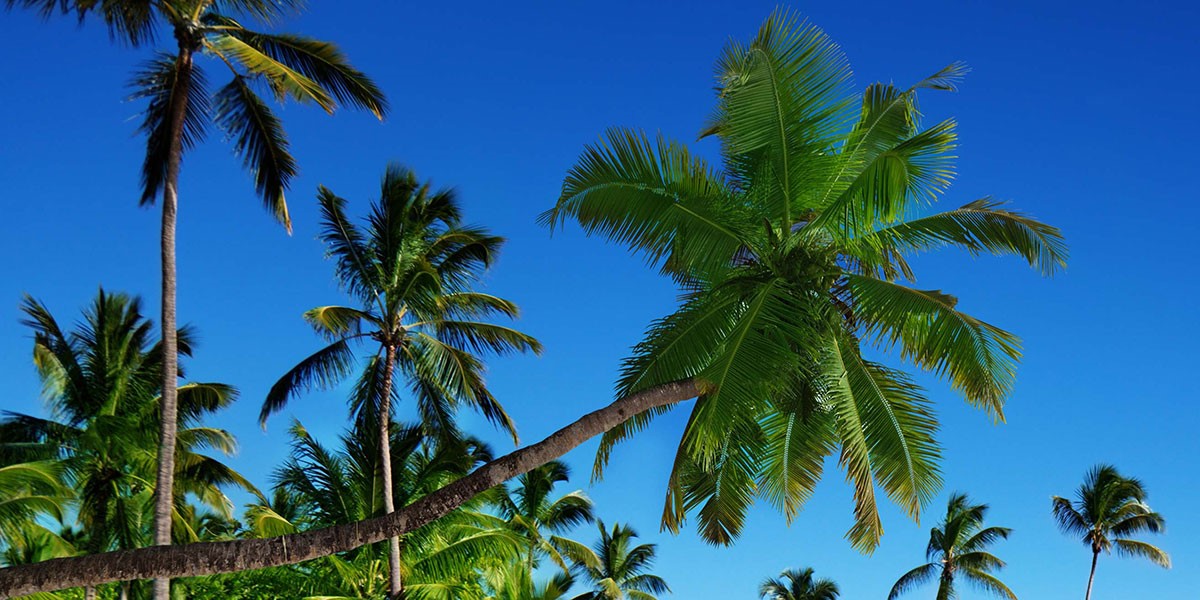 En strand med et palmetræ