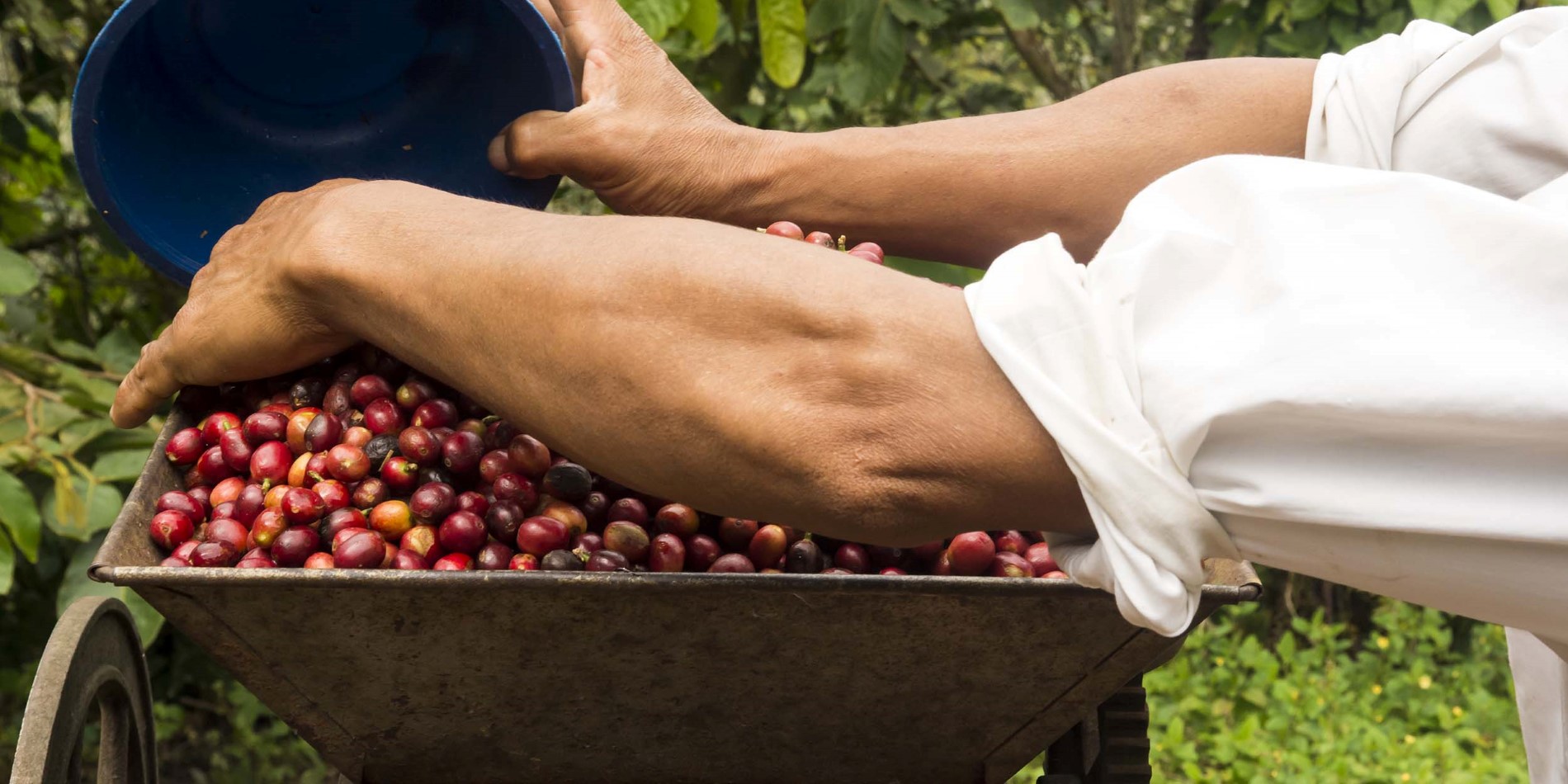 Tag en tur til en kaffeplantage for at lære, hvordan de røde bær forvandles til verdens yndlingsdrink.
