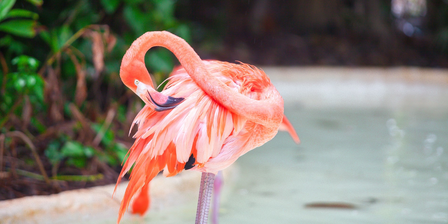 En af Inaguas 80.000 flamingoer