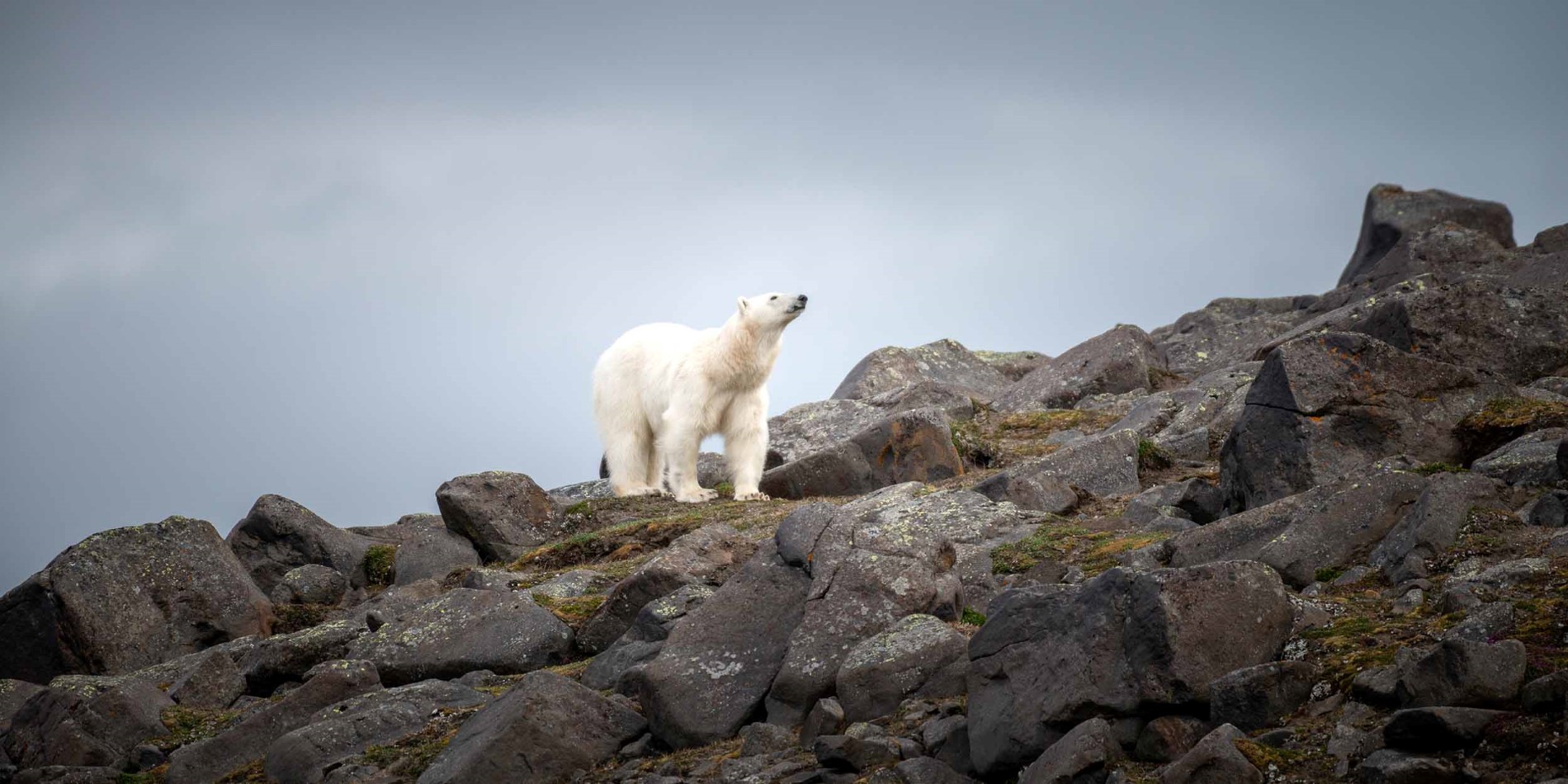 Isbjørn hos Kapp Lee, Svalbard
