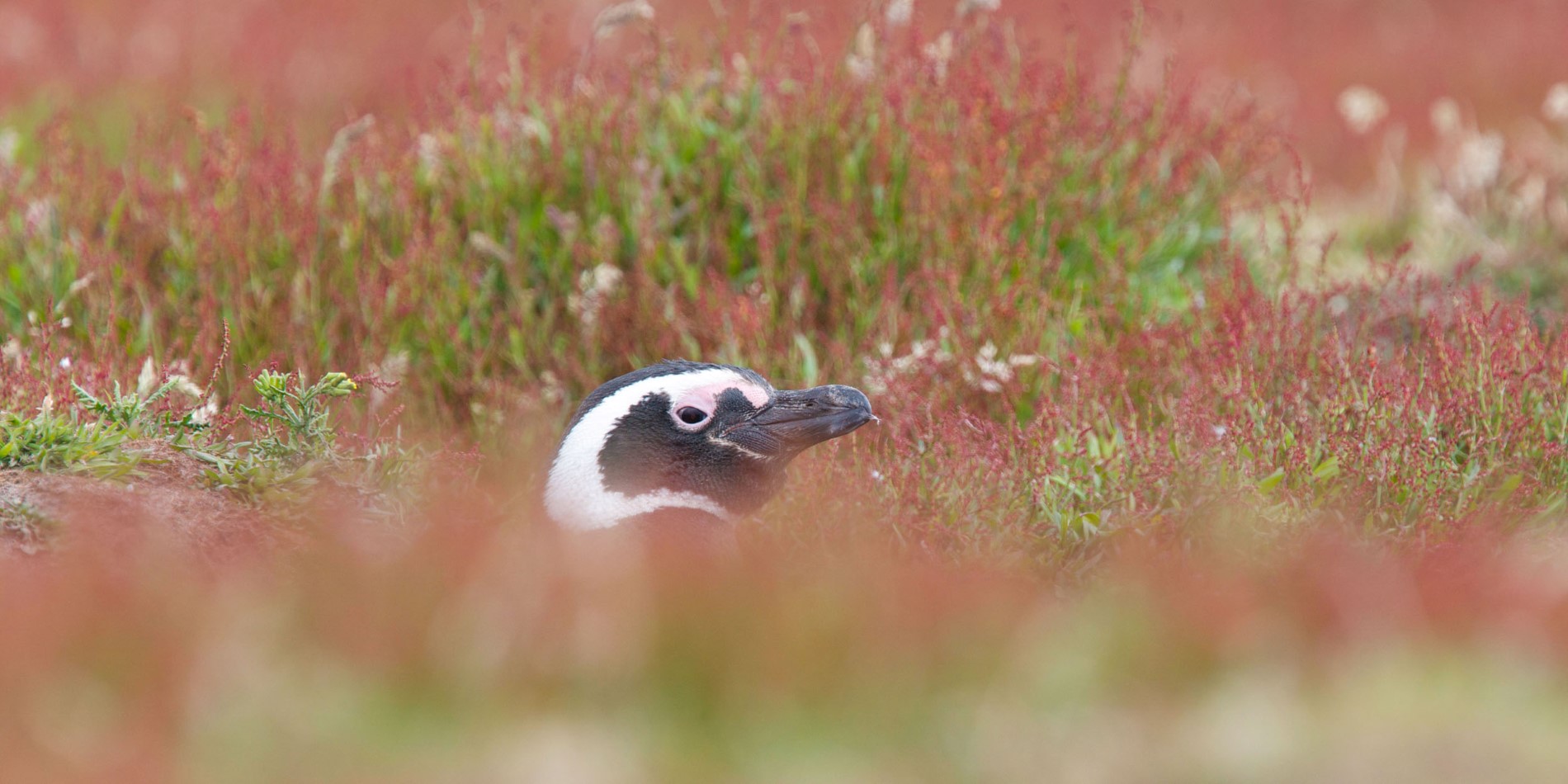 Måske vil du få øje på en Magellanic pingvin
