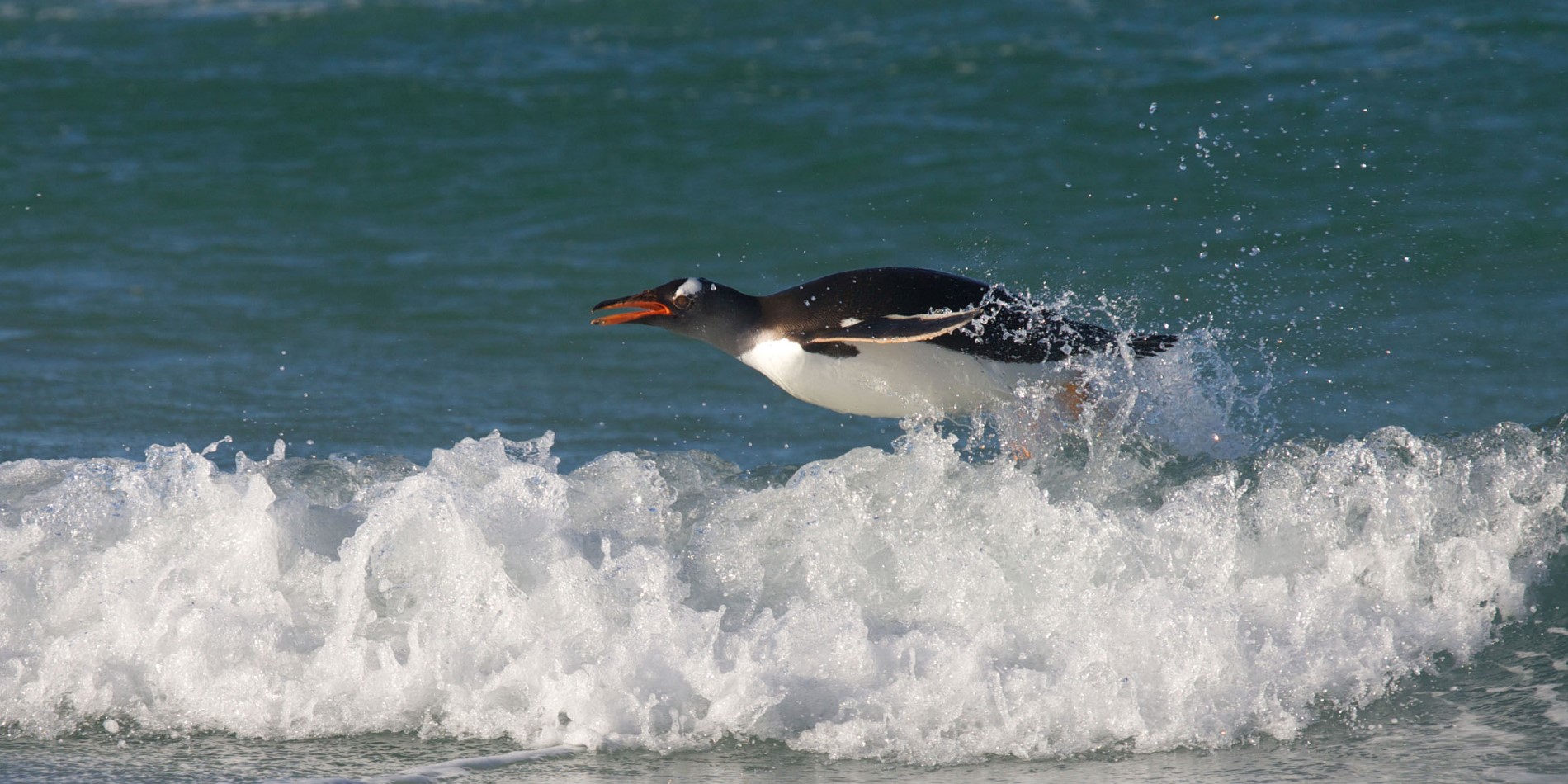 En Gentoo pingvin springer ud af vandet 