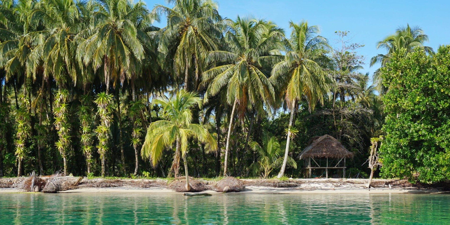 En gruppe af palmetræer ved siden af en vandmængde