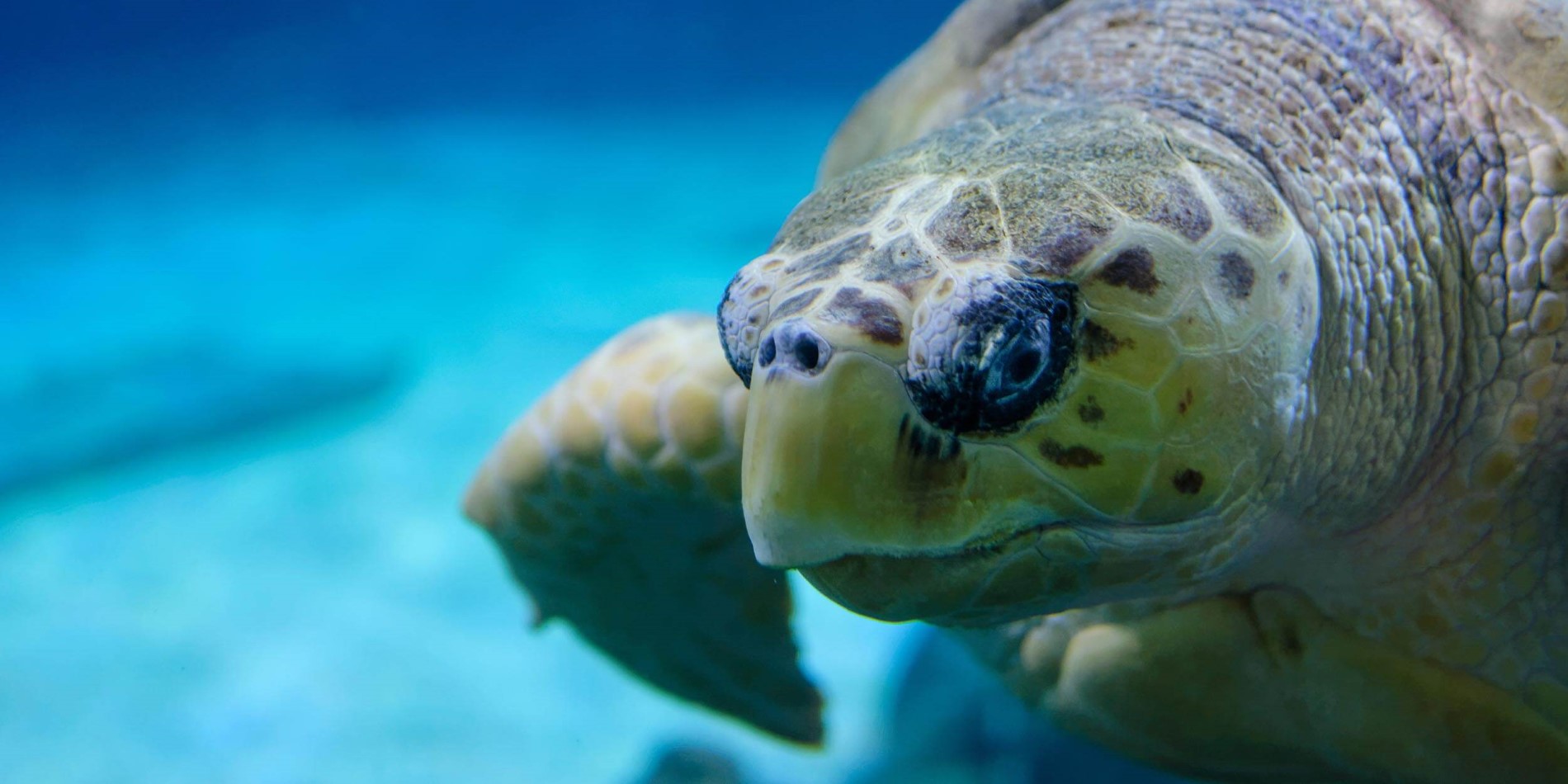 En skildpadde svømmer under vand