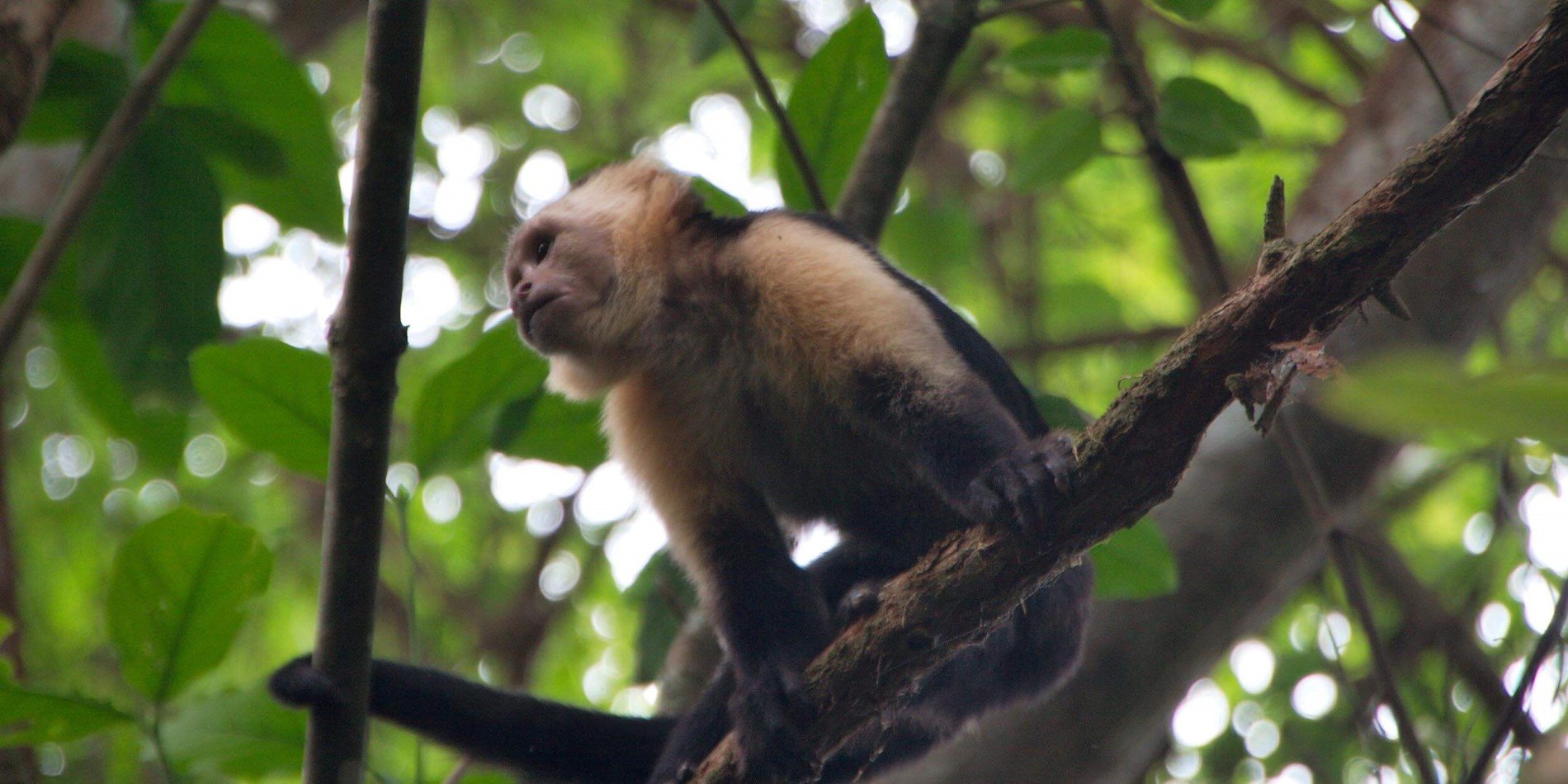 En abe sidder på en gren