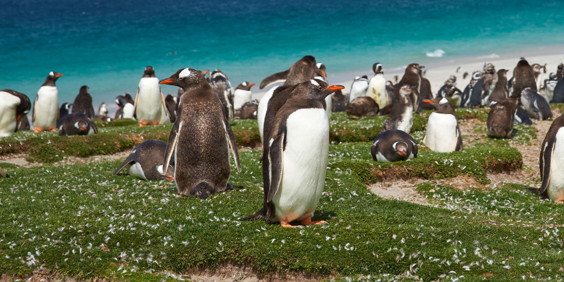 Gentoo pingviner, Bleaker Island, Falklandsøerne.