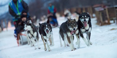 Naturscenerier og slædehunde: Tur til Tromsø Vildmarkscenter