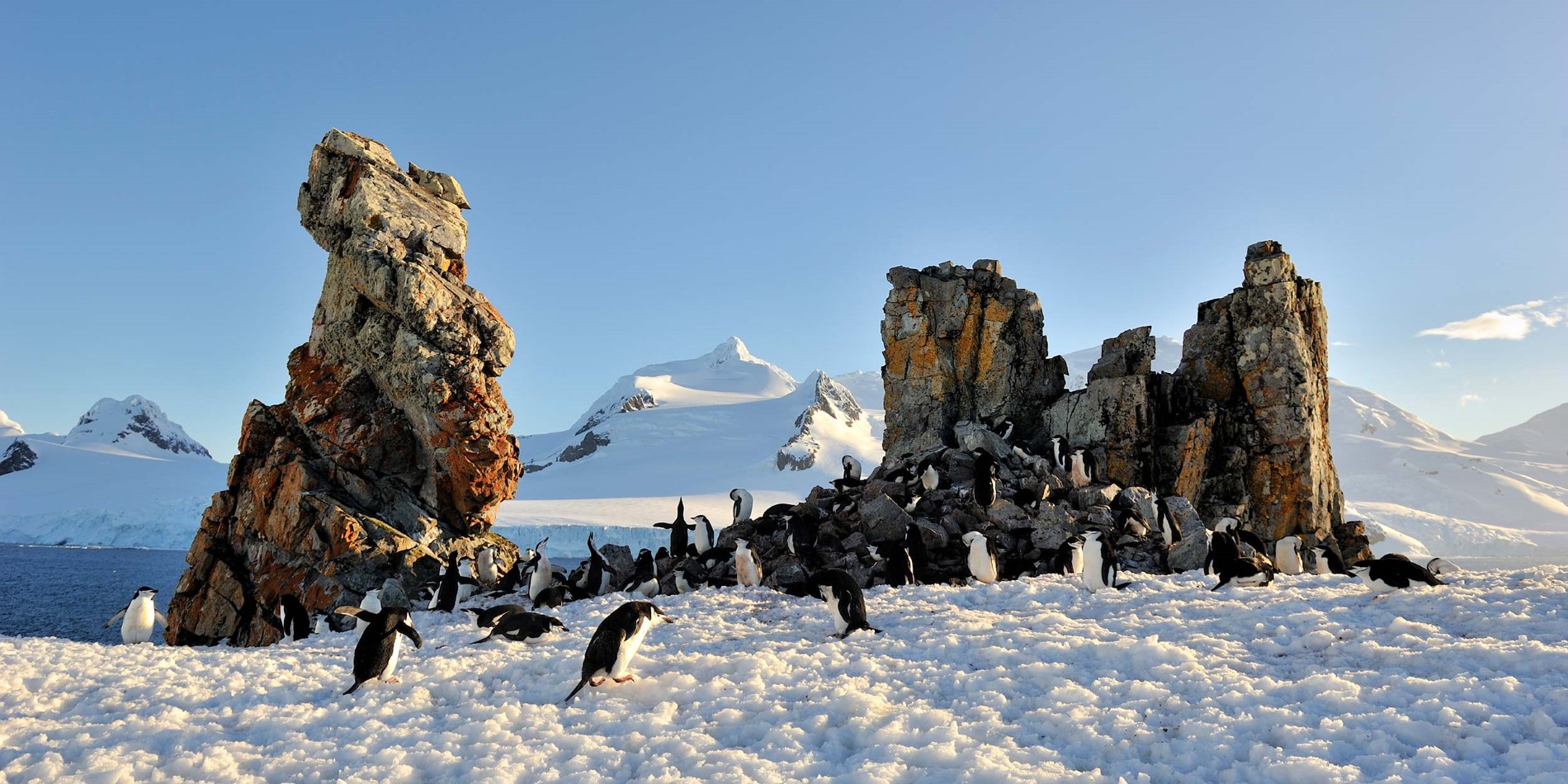 Pingviner i deres naturlige miljø