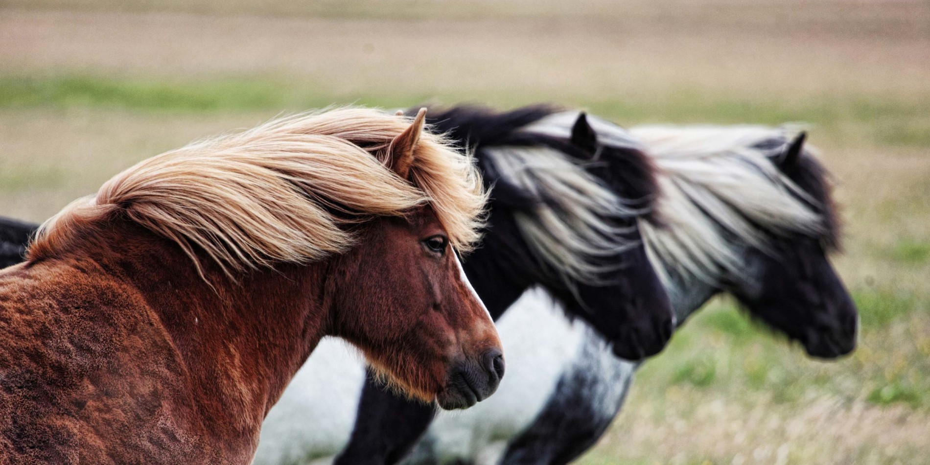 Islandske heste 
