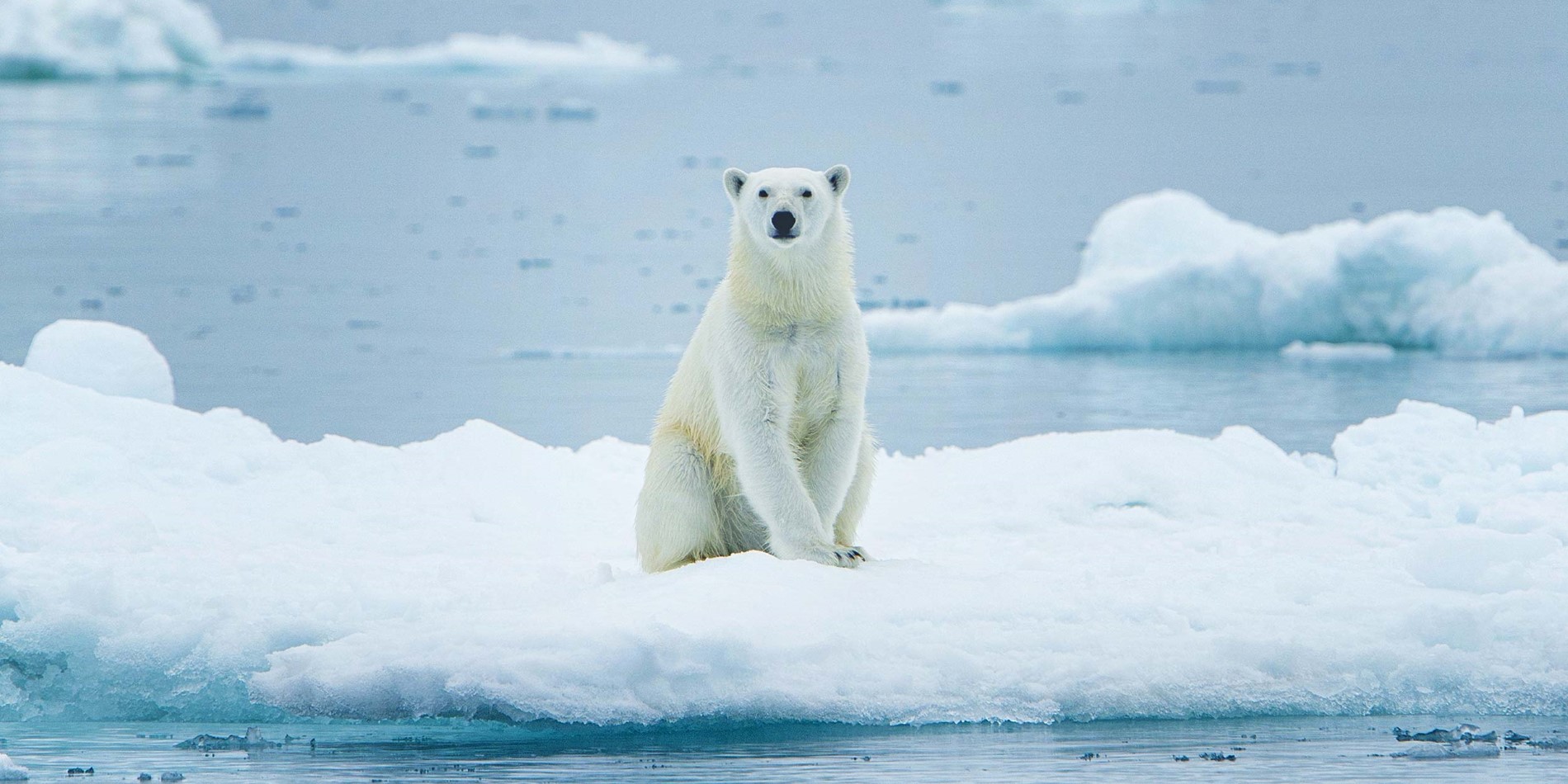 Majestætisk Polarbear på isfloe