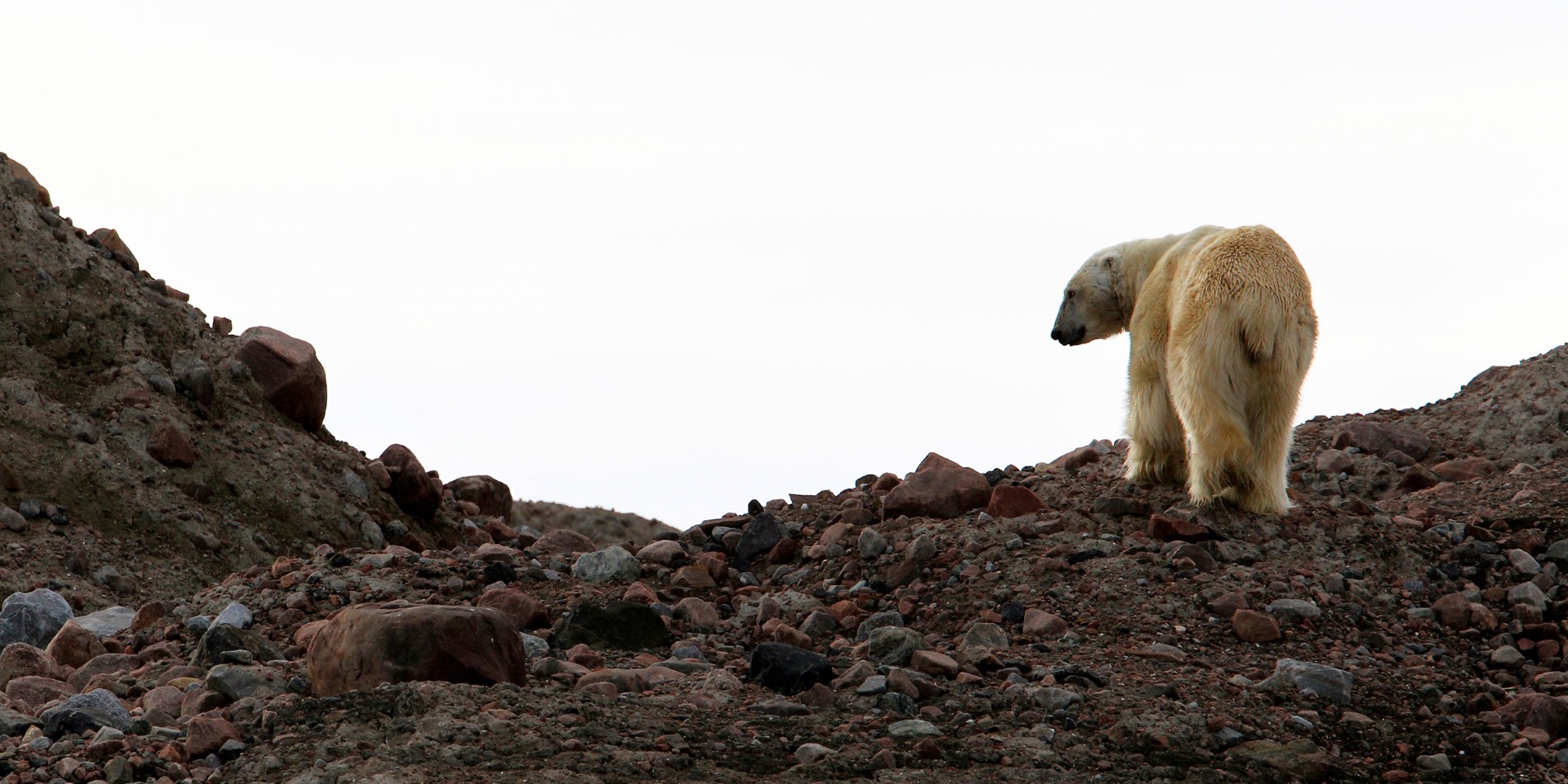 En isbjørn på Svalbard på en Hurtigruten krydstogt