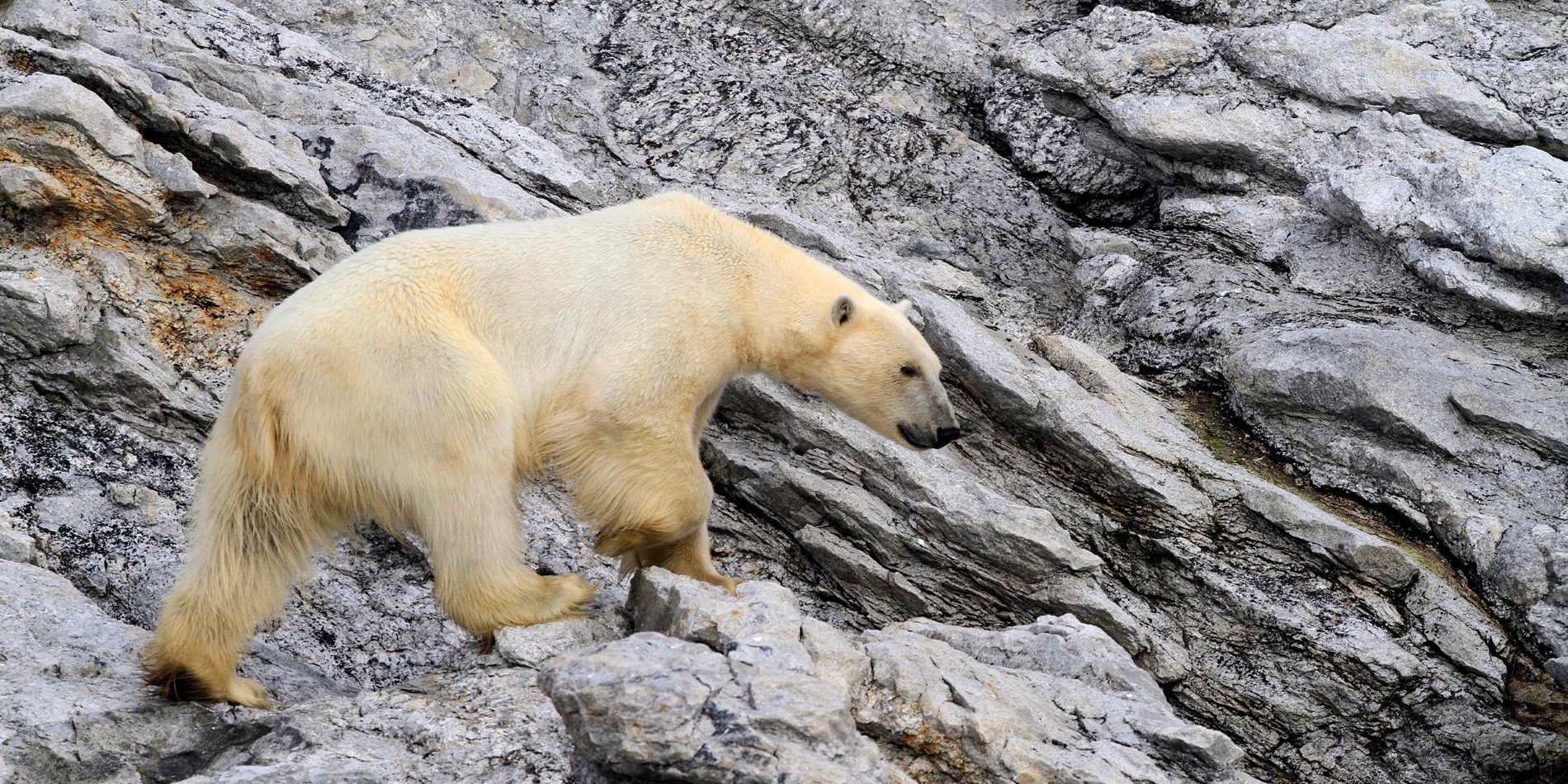 Kongen af Arktis, isbjørnen på Svalbard. 
