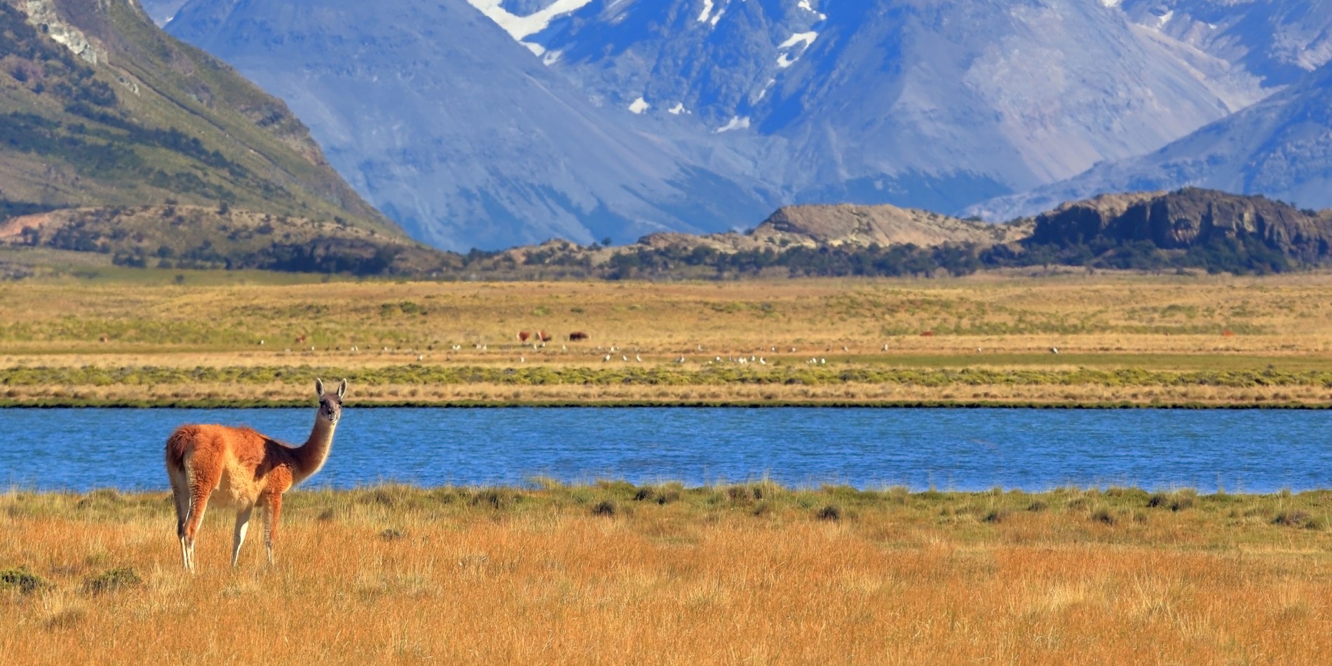 En guanaco nyder det harmoniske patagonske landskab