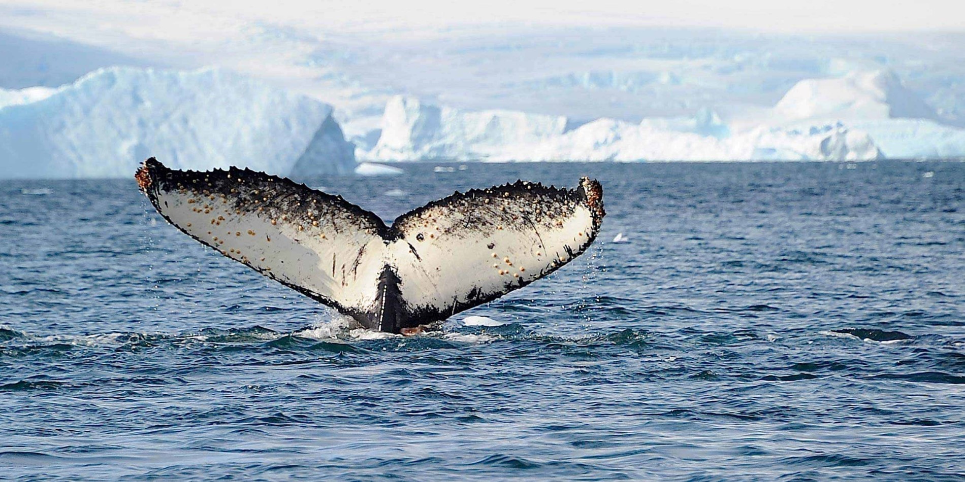 Hvaler hale over overflade af det Antarktiske hav