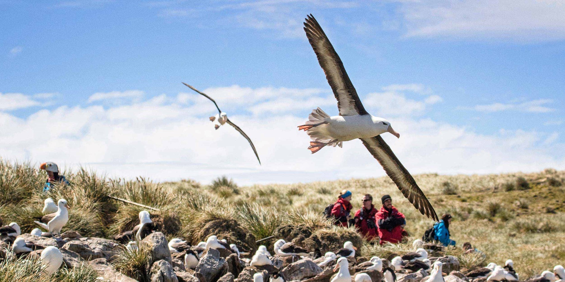 Fugleture på Falklandsøerne